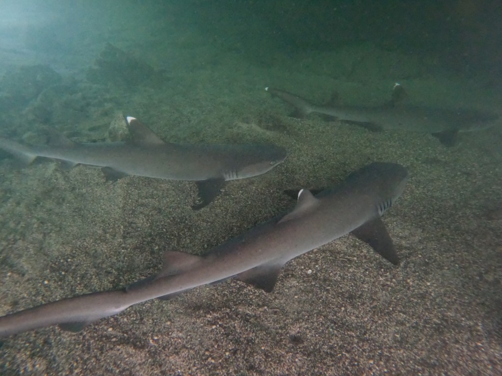 Swimming with sharks