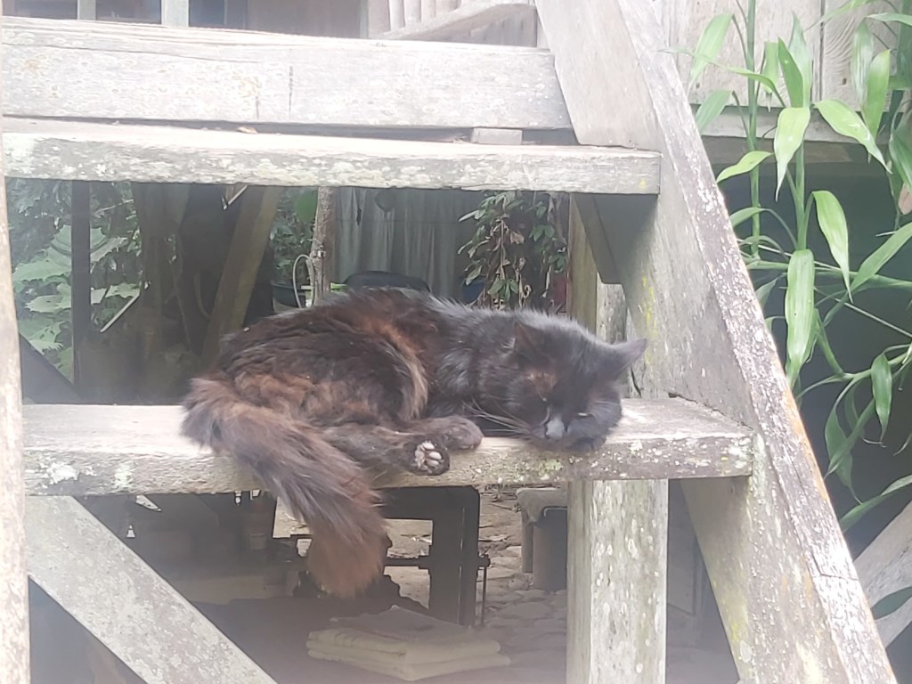 We finally found&nbsp;spiders!